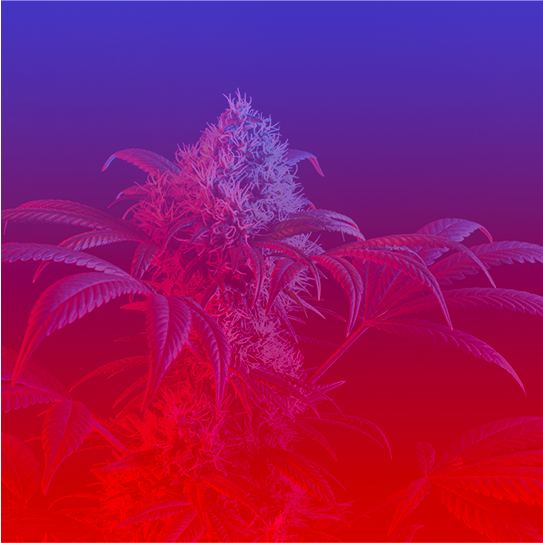 Marijuana Image Background