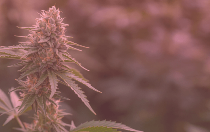 Sativa Strains