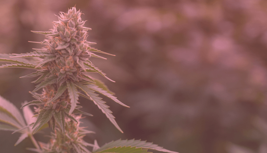 Sativa Strains
